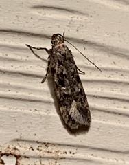 Chionodes formosella