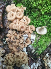 Lentinellus cochleatus