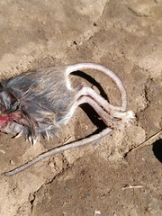 Muroidea