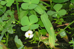 Marsilea minuta