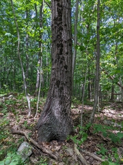 Hypoxylaceae