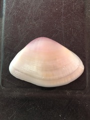 Iphigenia brasiliensis