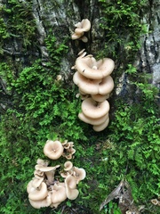 Lentinellus cochleatus