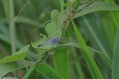Diplacodes trivialis