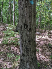 Hypoxylaceae