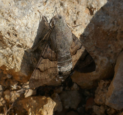 Macroglossum stellatarum