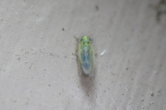 Macrosteles