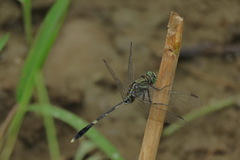 Orthetrum sabina