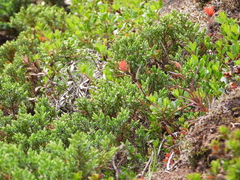 Juniperus horizontalis