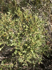 Morella quercifolia