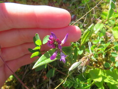 Astragalus alpinus