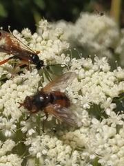 Tachina fera