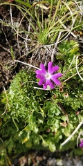 Primula minima