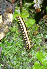 Nyssodesmus python