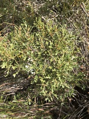 Morella quercifolia