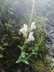 Antirrhinum