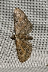 Eupithecia icterata