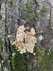 Melanelixia subaurifera