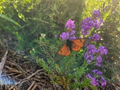 Acraea horta