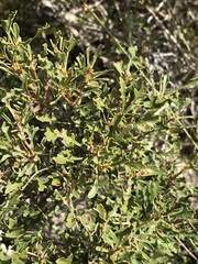 Morella quercifolia