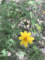 Wedelia acapulcensis