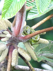 Bothriechis nigroviridis