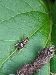 Phyllopalpus pulchellus
