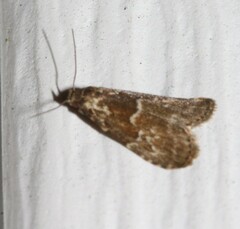Hypenodes franclemonti