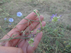 Cichorium intybus