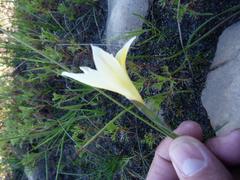 Gladiolus trichonemifolius