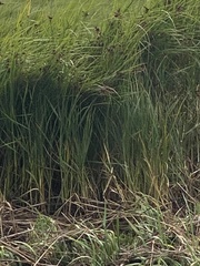Bolboschoenus maritimus