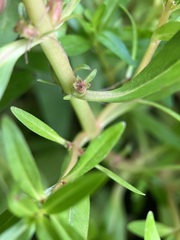 Rotala ramosior