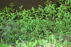 Myosotis scorpioides