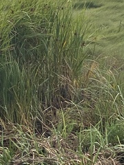 Bolboschoenus maritimus