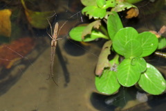 Tetragnatha extensa