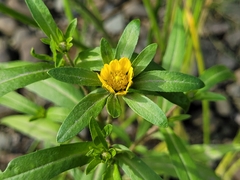 Bidens cernua