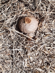 Lycoperdon pratense