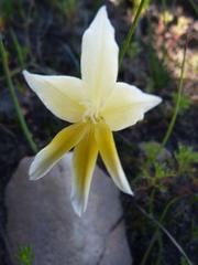 Gladiolus trichonemifolius