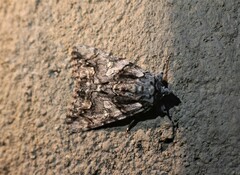 Catocala verrilliana