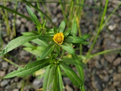 Bidens cernua