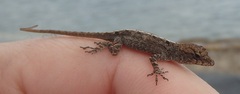 Anolis jubar