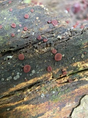 Ascocoryne cylichnium