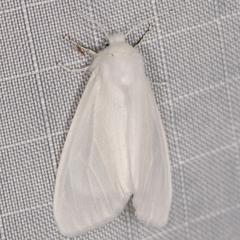 Spilosoma congrua