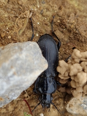Pterostichus