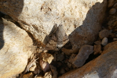 Macroglossum stellatarum