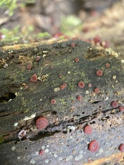 Ascocoryne cylichnium