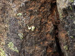 Rhizocarpon