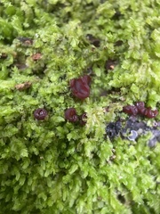 Ascocoryne cylichnium