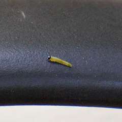 Symphyta