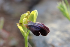 Ophrys fusca iricolor